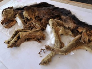 Hallan perros momificados del siglo XV en Pachacámac