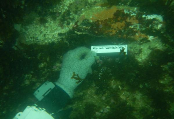 Inician el proyecto de investigación arqueológica subacuática en las islas de Pachacamac