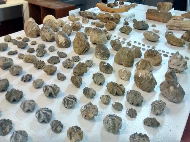 Museo Tumbas Reales recibe donación de piezas paleontológicas de más de 70 millones de años