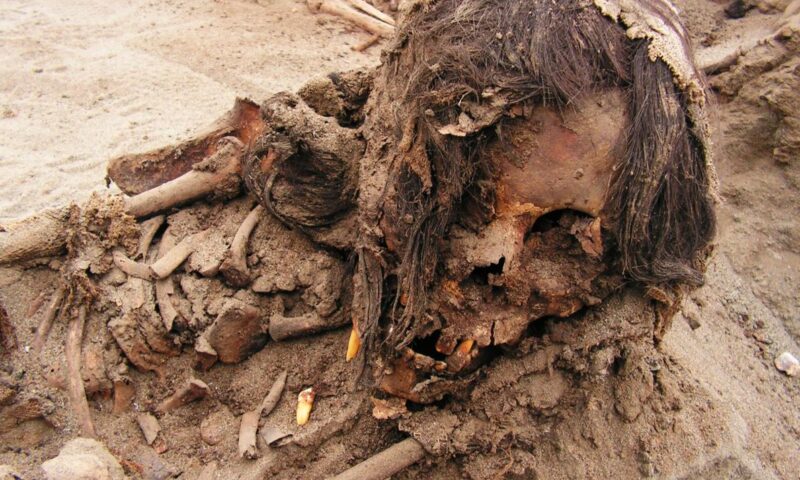 Descubren restos de niños sacrificados hace 550 años en La Libertad