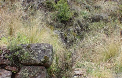 pisac torreones trekking 19