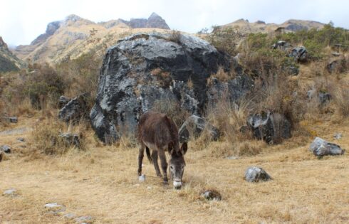 Quillarumiyoc Anta Cusco 31