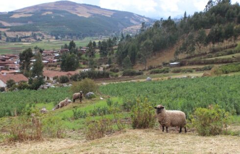 Quillarumiyoc Anta Cusco 89