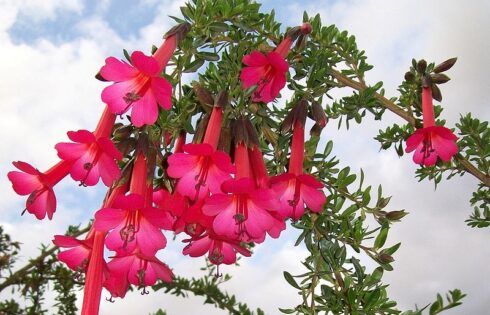 La Flor Cantuta flor sagrada de los incas