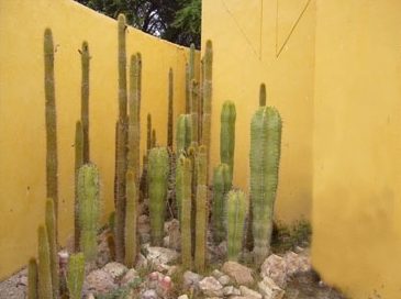 cactus san pedro museo tucume