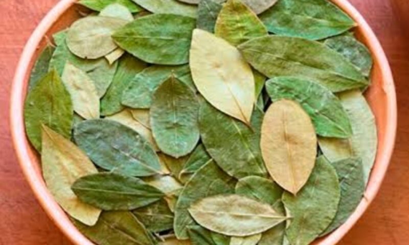 Las Plantas de Poder en Tiempos Precolombinos